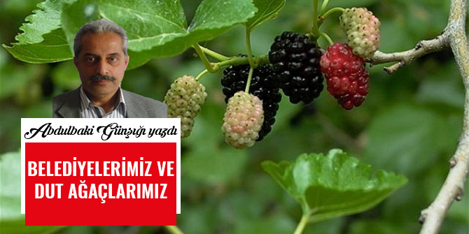 BELEDİYELERİMİZ VE DUT AĞAÇLARIMIZ