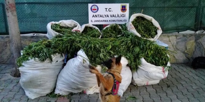 ANTALYA’DA 212 KİLO ESRAR ELE GEÇİRİLDİ