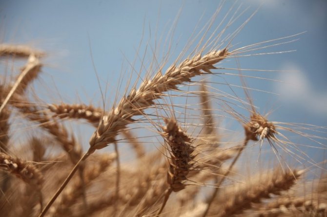 ADANA’DA BUĞDAY REKOLTESİ COŞTU