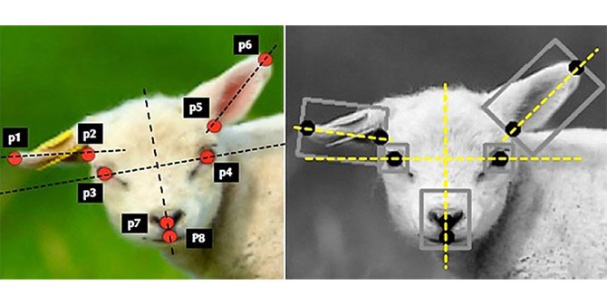 YAPAY ZEKADA YENİ SEVİYE: ACI TESPİTİ