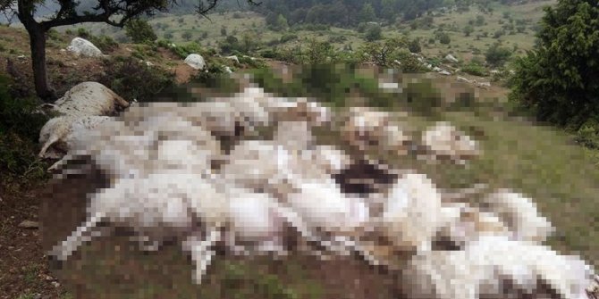 YILDIRIM DÜŞTÜ: 73 KOYUN TELEF OLDU