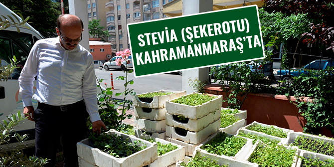 STEVİA (ŞEKEROTU)  KAHRAMANMARAŞ’TA