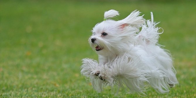 AVRUPALI EVCİL HAYVANINI TÜRKİYE'DE TEDAVİ ETTİRİYOR