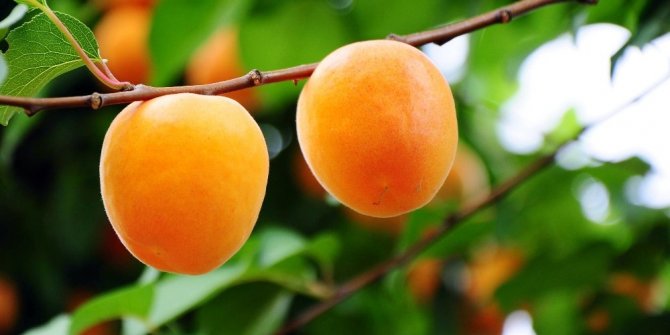 KAYISIDA 672 BİN 670 TON REKOLTE BEKLENİYOR