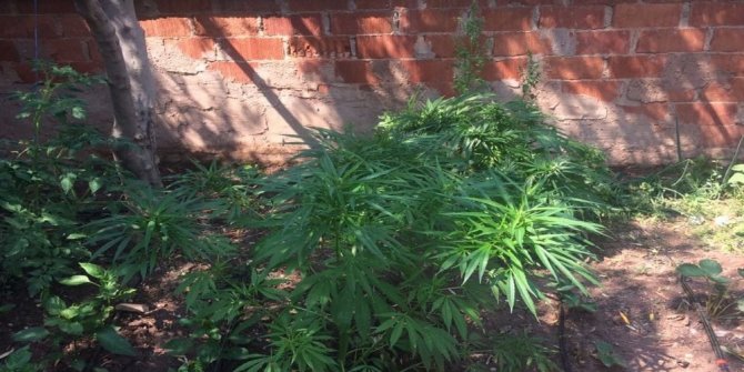 BAHÇEDE SEBZE YERİNE KENEVİR YETİŞTİRMİŞ