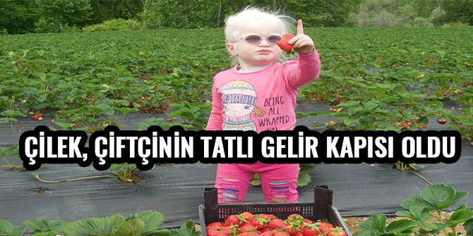 ÇİLEK, ÇİFTÇİNİN TATLI GELİR KAPISI OLDU
