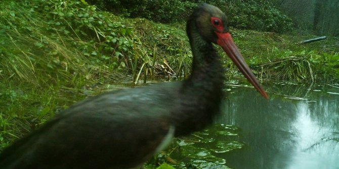 KÜRE DAĞLARI’NDAKİ YABAN HAYATI FOTOKAPANDA