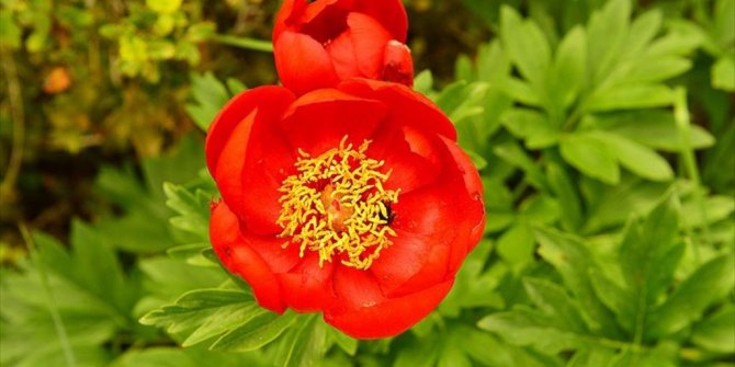 TÜRKİYE'DE Kİ BU ÇİÇEĞİ KOPARMANIN CEZASI 42 BİN LİRA!