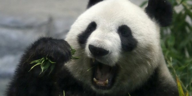 DEV PANDA 5 YIL SONRA DOĞUM YAPTI