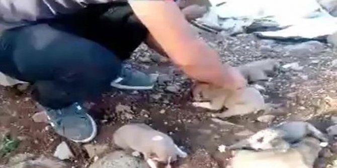 VAHŞETİNİ MARİFETMİŞ GİBİ SOSYAL MEDYADA CANLI YAYINLADI