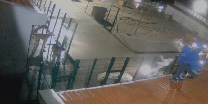 İLGİNÇ HIRSIZLIK! KENDİ KÖPEĞİNİ ÇALDI