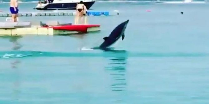 ÇEŞME’NİN MASKOTU ÖLÜ BULUNDU