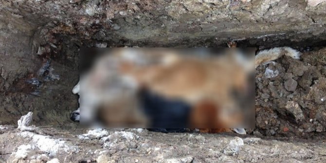 BARINAKTA KÖPEKLERİN ZEHİRLENDİĞİ İDDİASI ORTALIĞI KARIŞTIRDI