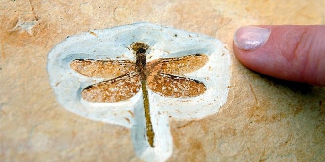 ÇİN’DE BULUNAN YUSUFÇUK FOSİLİ 200 MİLYON YAŞINDA