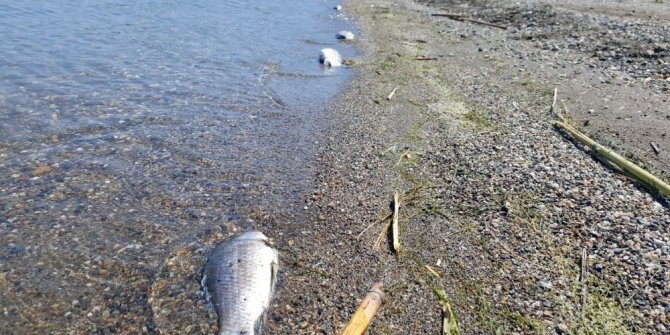 İZNİK GÖLÜNDE ŞOK BALIK ÖLÜMLERİ