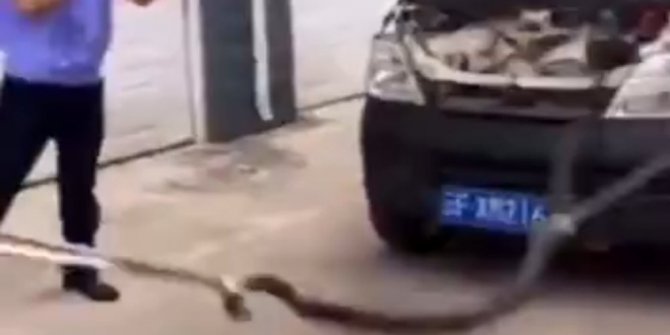 ARACINDAN 3 METRELİK KRAL KOBRA ÇIKTI