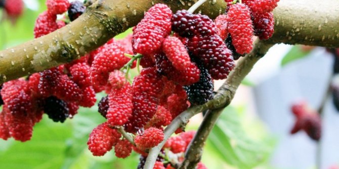 SAĞLIK İKSİRİ: DUT YAŞLANMAYI GECİKTİRİYOR