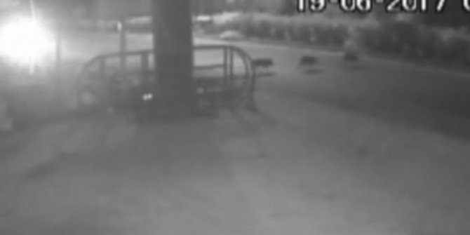 OTOMOBİL DOMUZA BÖYLE ÇARPTI