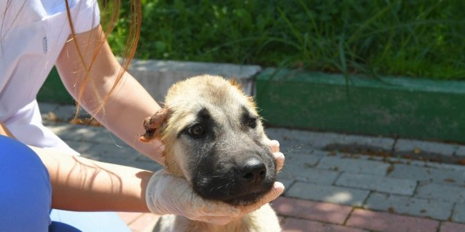 BUNLAR NASIL İNSAN !