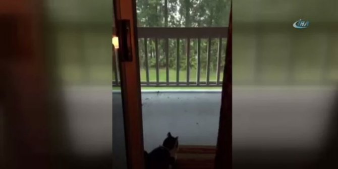 KEDİYE ŞİMŞEK ŞOKU !