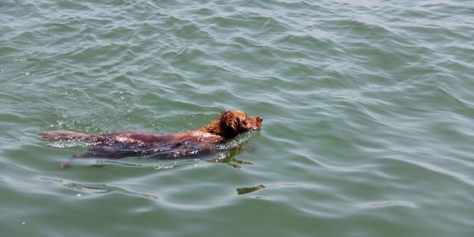 SERİNLEMEK İÇİN BİN METRE YÜZDÜ