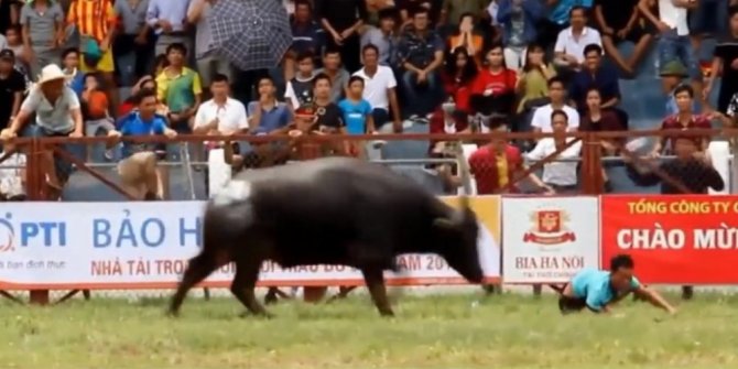 ÖFKELİ BOĞA SAHİBİNİ ÖLDÜRDÜ