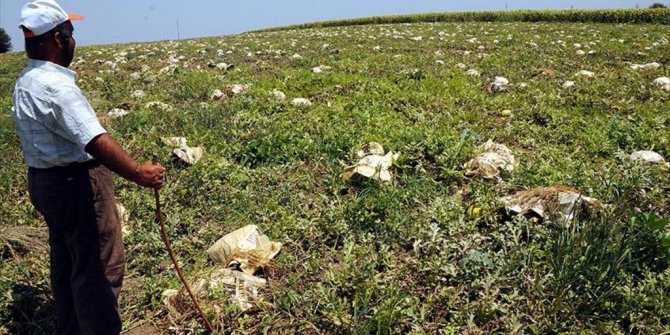 KARPUZLARI SICAKTAN GAZETEYE SARARAK KORUYORLAR