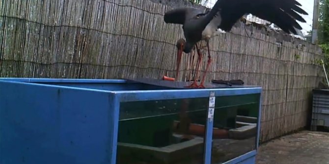 KENDİNE AKVARYUMDA ZİYAFET ÇEKTİ