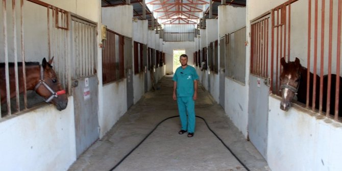 TÜRKİYE’DE TEK: ATLARDAN PANZEHİR ÜRETİLİYOR