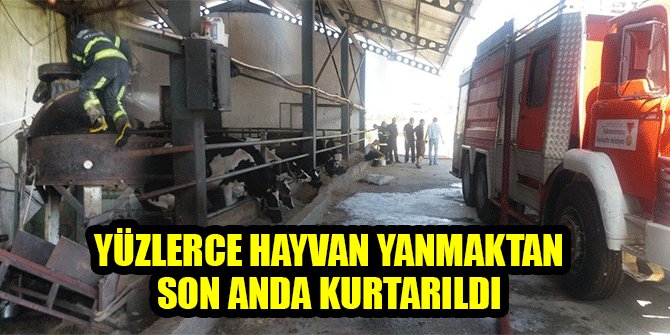 YÜZLERCE HAYVAN YANMAKTAN SON ANDA KURTARILDI