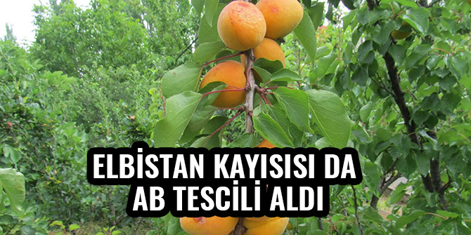 ELBİSTAN KAYISISI DA AB TESCİLİ ALDI