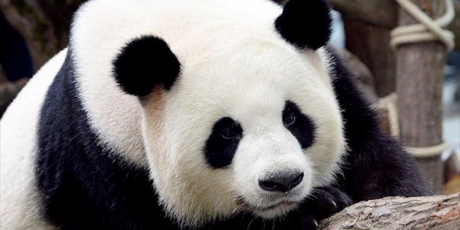 ÇİN'İN 'DİPLOMAT PANDALARI'