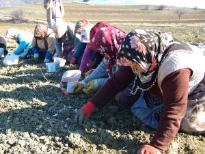 Taşköprünün Beyaz Altını Toprakla Buluştu