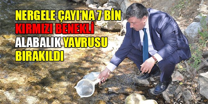 NERGELE ÇAYI’NA 7 BİN KIRMIZI BENEKLİ ALABALIK YAVRUSU BIRAKILDI