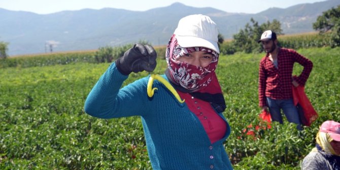 BİBERDE HEM VERİM HEM FİYAT DÜŞÜK