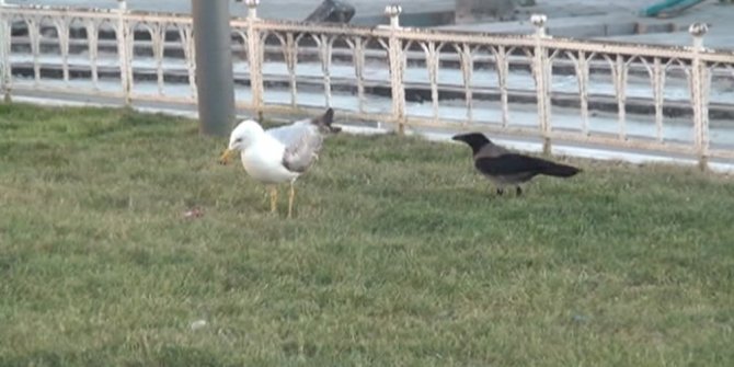 MARTI İLE KARGANIN ET KAVGASI: BAKIN HANGİSİ KAZANDI