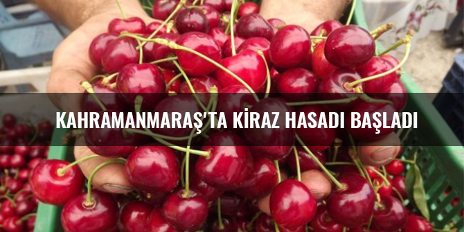 KAHRAMANMARAŞ'TA KİRAZ HASADI BAŞLADI