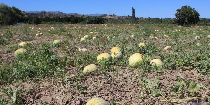 PARA ETMEYİNCE KARPUZ TARLADA KALDI