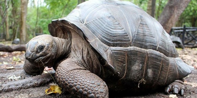 100 YAŞINDAKİ KAPLUMBAĞAYI ÇALDILAR