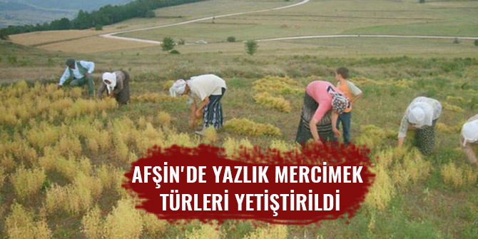 AFŞİN'DE YAZLIK MERCİMEK TÜRLERİ YETİŞTİRİLDİ