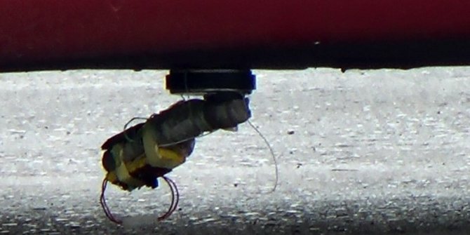 BUNUNLA EŞİNİ KORKUTMAK İSTEMİŞTİ AMA TUTUKLANDI