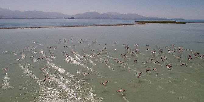 VAN GÖLÜ’NDE FLAMİNGOLARIN DANSI