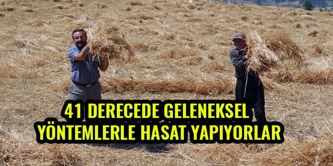 41 DERECEDE GELENEKSEL YÖNTEMLERLE HASAT YAPIYORLAR