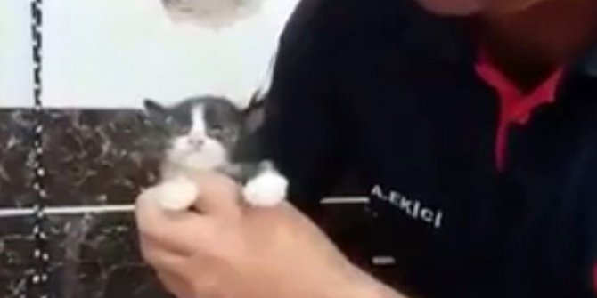 YAVRU KEDİYİ DUVARI DELİP KURTARDILAR