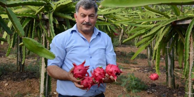 "EJDER MEYVESİ" GEÇİM KAPISI OLDU