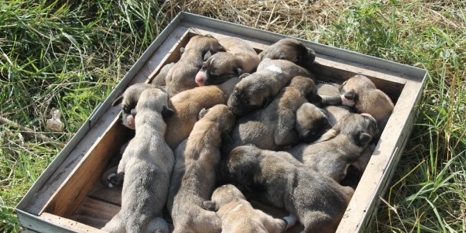 TEK SEFERDE 17 YAVRU DOĞURDU