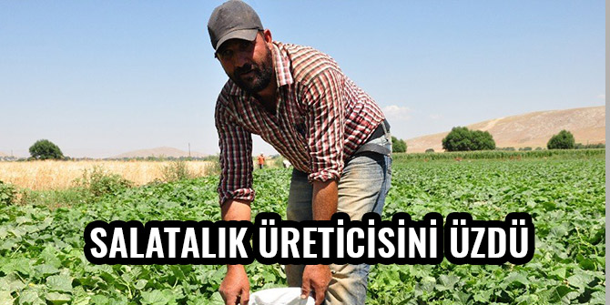 SALATALIK ÜRETİCİSİNİ ÜZDÜ