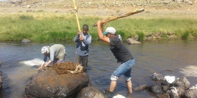 2 BİN METRE RAKIMLI YAYLADA YÜN YIKIYORLAR