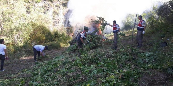 24 BİN KÖK HİNT KENEVİRİ ELE GEÇİRİLDİ