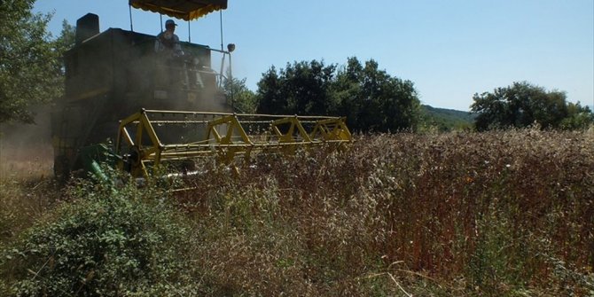 BİLECİK'TE KARABUĞDAY HASADI BAŞLADI